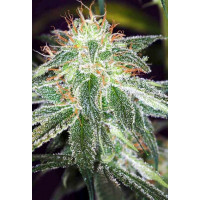 Auto White Widow