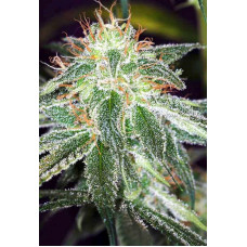 Auto White Widow