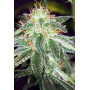 Семена конопли Auto White Widow от Divine Seeds - Smartshop-smartshop.ua®
