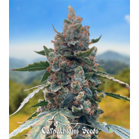 Auto White Witch Fem
