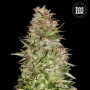 Cannabis seeds AUTO WHITE PRUSSIAN from Bulk Seed Bank at Smartshop-smartshop.ua®