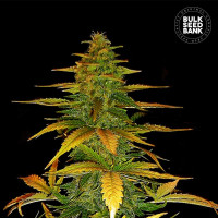 AUTO WILD DWARF - Bulk Seed Bank