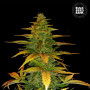 Cannabis seeds AUTO WILD DWARF from Bulk Seed Bank at Smartshop-smartshop.ua®