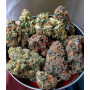 Семена конопли Auto Blueberry от Divine Seeds - Smartshop-smartshop.ua®