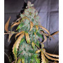 Семена конопли Auto White Widow от Divine Seeds - Smartshop-smartshop.ua®