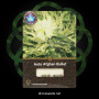 Семена конопли Auto Afghan Bullet от Divine Seeds - Smartshop-smartshop.ua®