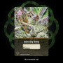 Семена конопли Auto Big Bang от Divine Seeds - Smartshop-smartshop.ua®