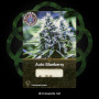 Семена конопли Auto Blueberry от Divine Seeds - Smartshop-smartshop.ua®