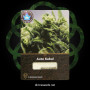 Семена конопли Auto Kabul от Divine Seeds - Smartshop-smartshop.ua®