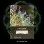 Семена конопли Auto Opium от Divine Seeds - Smartshop-smartshop.ua®