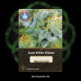 Семена конопли Auto White Widow от Divine Seeds - Smartshop-smartshop.ua®