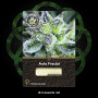 Семена конопли Auto Fractal от Divine Seeds - Smartshop-smartshop.ua®