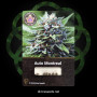 Семена конопли Auto Montreal от Divine Seeds - Smartshop-smartshop.ua®
