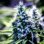 Семена конопли Auto Blueberry от Divine Seeds - Smartshop-smartshop.ua®
