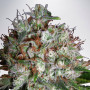 Сорт семян каннабиса Auto Big Bud XXL Feminised Silver