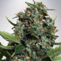 Сорт семян каннабиса Auto Big Bud XXL Feminised Silver