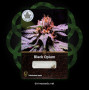 Семена конопли Black Opium от Divine Seeds - Smartshop-smartshop.ua®