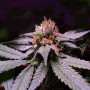 Семена конопли Black Opium от Divine Seeds - Smartshop-smartshop.ua®