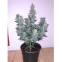 Семена конопли Auto Blue Cheese от Divine Seeds - Smartshop-smartshop.ua®
