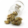 Семена конопли Jack Herer Feminised Gold от Error Seeds - Smartshop-smartshop.ua®