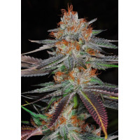 Auto BOB Feminized