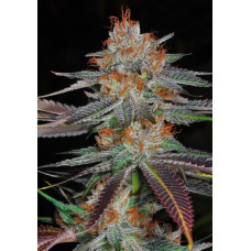 Auto BOB Feminized