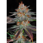 Семена конопли Auto BOB Feminized от Marley Seedbank - Smartshop-smartshop.ua®