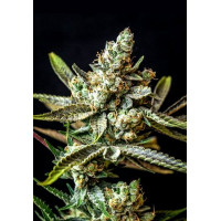 Auto Gagarin Feminized