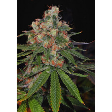 Auto Jamaica
