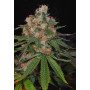 Семена конопли Auto Jamaica от Marley Seedbank - Smartshop-smartshop.ua®
