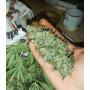 Семена конопли Auto Vesta Feminised Silver от Error Seeds - Smartshop-smartshop.ua®