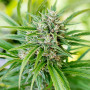 Насіння конопель CBD Angel від Divine Seeds - Smartshop-smartshop.ua®