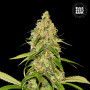 Cannabis seeds AUTO CBD WHITE WIDOW from Bulk Seed Bank at Smartshop-smartshop.ua®