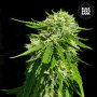 Cannabis seeds CBD GOOD WILD SHARK from Bulk Seed Bank at Smartshop-smartshop.ua®