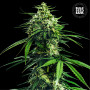 Cannabis seeds CBD INDICA KING from Bulk Seed Bank at Smartshop-smartshop.ua®