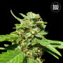 Cannabis seeds CBD NEPAL GOLD from Bulk Seed Bank at Smartshop-smartshop.ua®