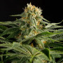 Семена конопли California Haze Feminised Silver от Error Seeds в Smartshop-smartshop.ua®