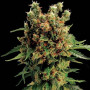 Семена конопли California Haze Feminised Silver от Error Seeds в Smartshop-smartshop.ua®