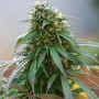 Семена конопли California Haze Feminised Silver от Error Seeds в Smartshop-smartshop.ua®