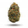 Семена конопли California Haze Feminised Silver от Error Seeds в Smartshop-smartshop.ua®