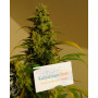 Cannabis seed variety Auto White Witch Fem