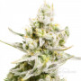 Cannabis seed variety Auto White Witch Fem