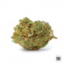 Cannabis seeds CRITICAL from Bulk Seed Bank at Smartshop-smartshop.ua®