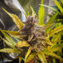 Семена конопли Auto Deadryder от Divine Seeds - Smartshop-smartshop.ua®