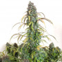 Насіння конопель Auto Daiquiri Lime Feminised Silver від Error Seeds - Smartshop-smartshop.ua®