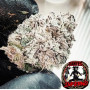 Семена конопли Dantes Inferno Feminised Silver от Error Seeds в Smartshop-smartshop.ua®