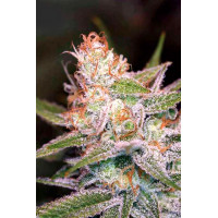 Divine Indica