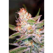 Divine Indica