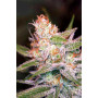 Семена конопли Divine Indica от Divine Seeds - Smartshop-smartshop.ua®