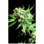 Семена конопли Divine Sativa от Divine Seeds - Smartshop-smartshop.ua®